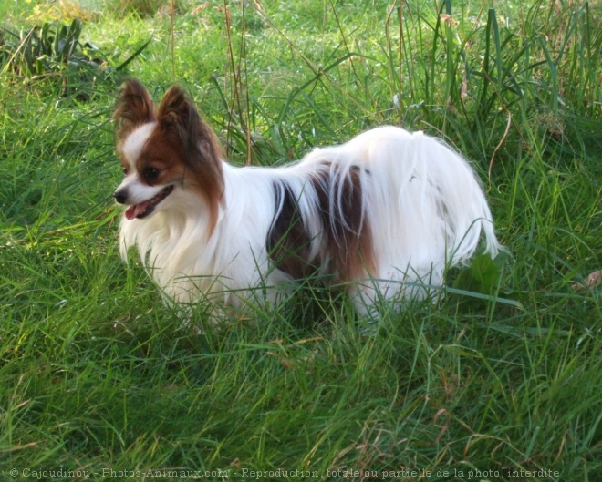 Photo d'Epagneul nain papillon