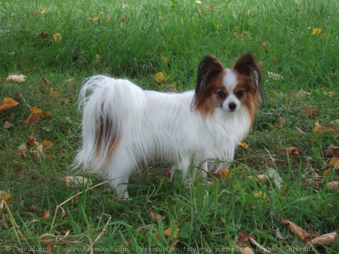 Photo d'Epagneul nain papillon