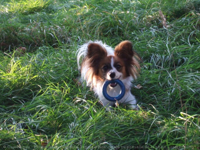 Photo d'Epagneul nain papillon