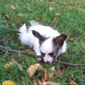 Photo d'Epagneul nain papillon