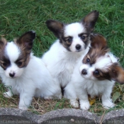 Photo d'Epagneul nain papillon