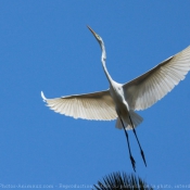 Photo d'Aigrette