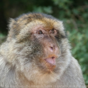 Photo de Singe - macaque