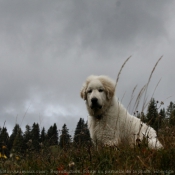 Photo de Chien de montagne des pyrnes