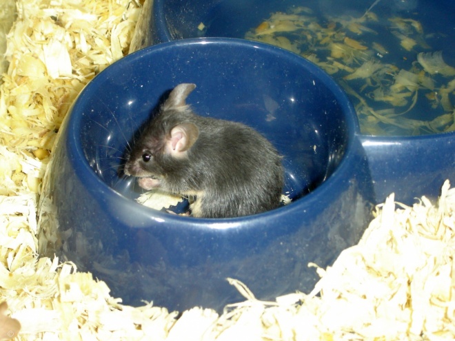 Photo de Hamster