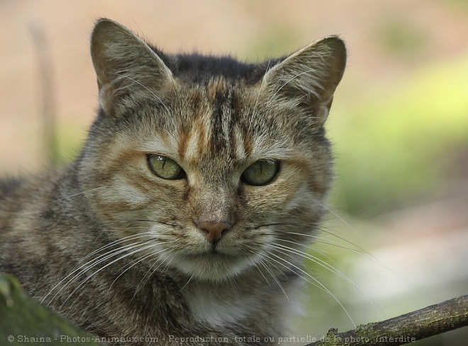 Photo de Chat domestique