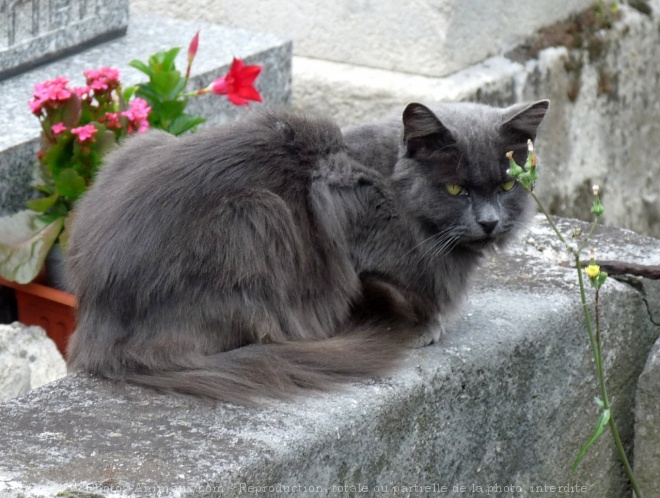 Photo de Chat domestique