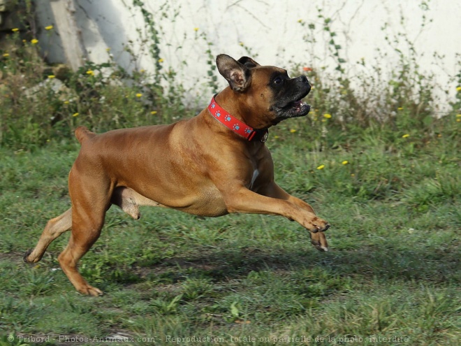 Photo de Boxer