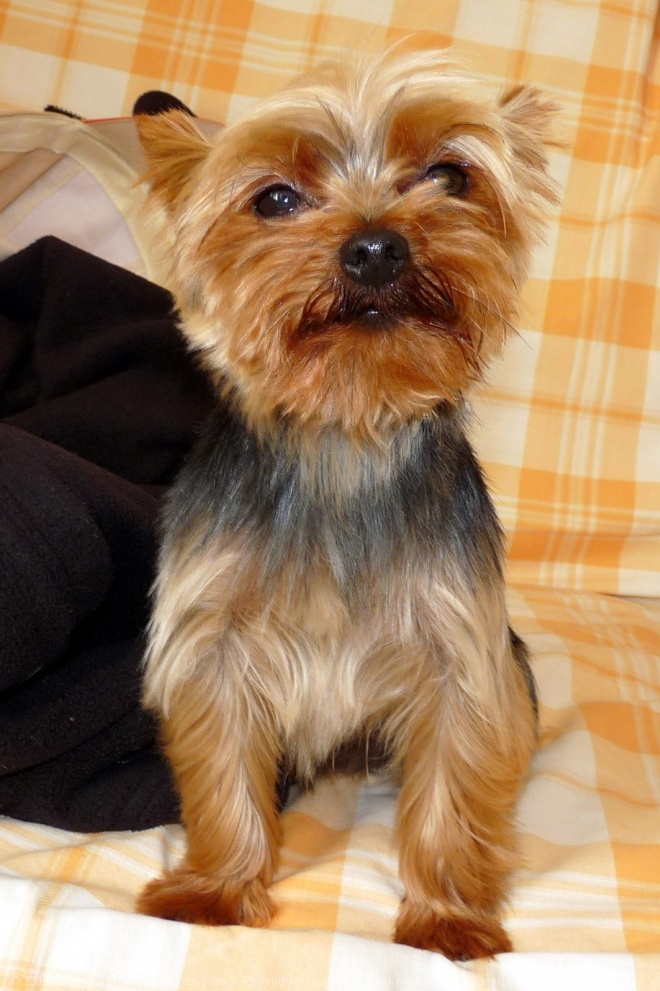 Photo de Yorkshire terrier