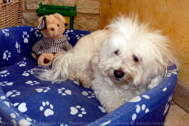 Photo de Coton de tulear