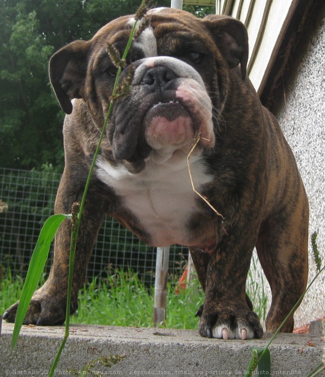 Photo de Bulldog