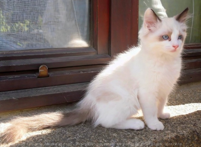 Photo de Ragdoll