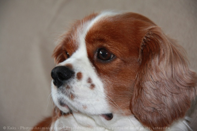 Photo de Cavalier king charles spaniel