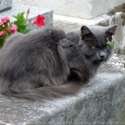 Photo de Chat domestique