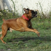 Photo de Boxer