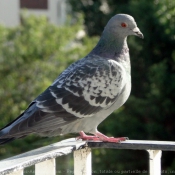 Photo de Pigeon