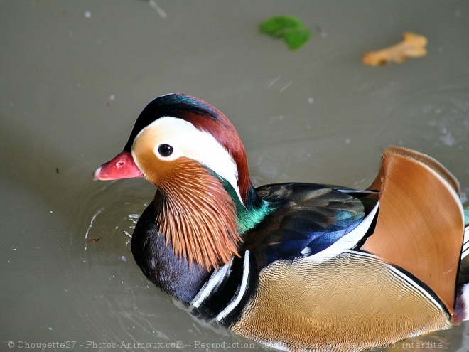 Photo de Canard mandarin