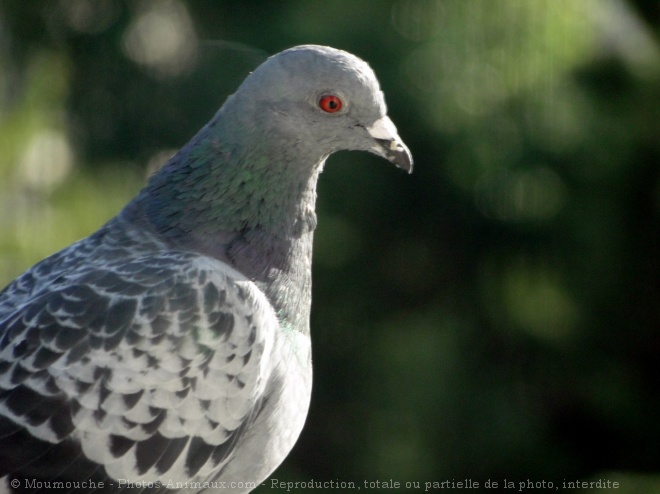 Photo de Pigeon