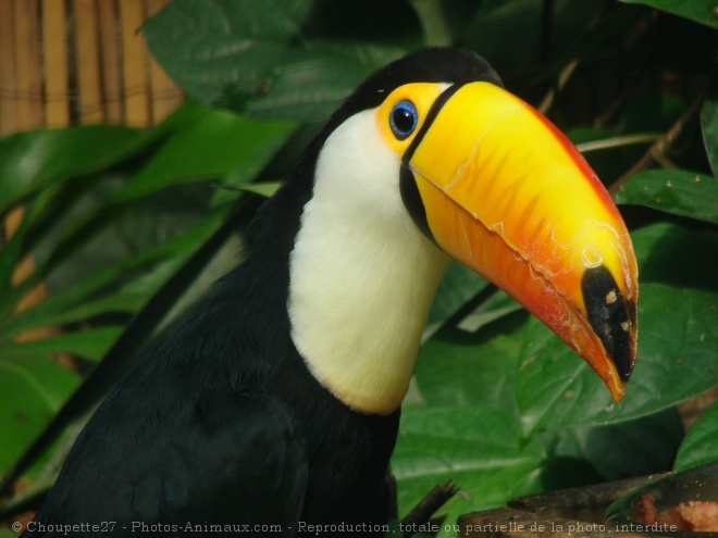 Photo de Toucan