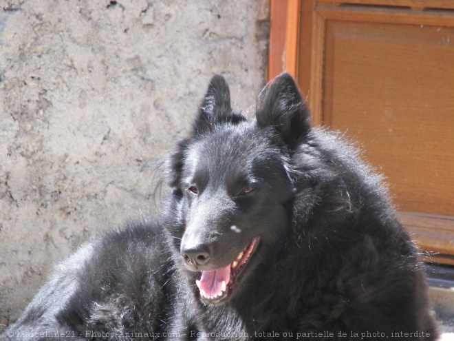 Photo de Berger belge groenendael