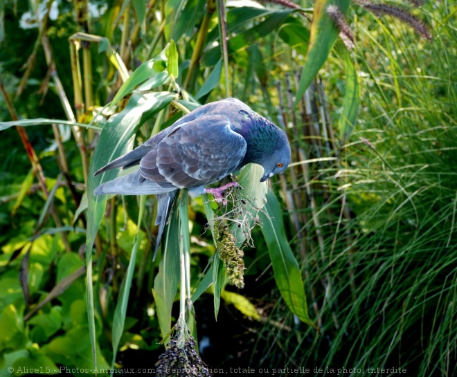 Photo de Pigeon