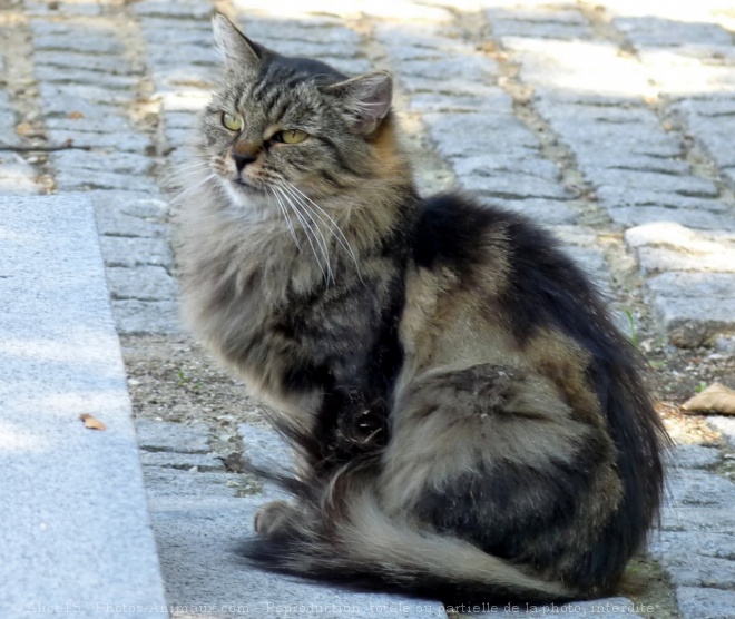 Photo de Chat domestique