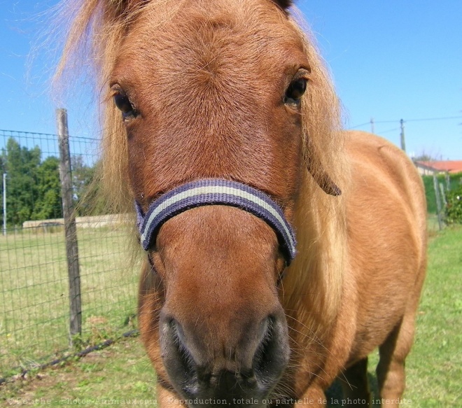 Photo de Poney (toutes races)