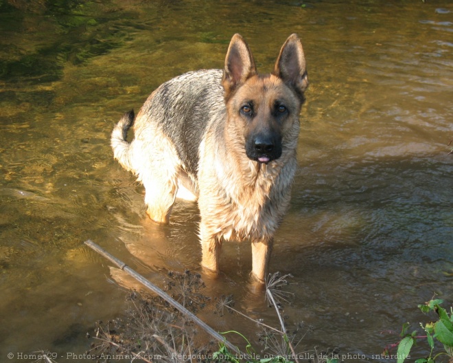 Photo de Berger allemand  poil court