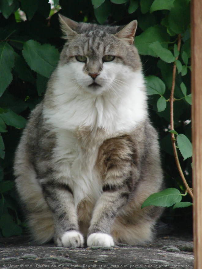 Photo de Chat domestique