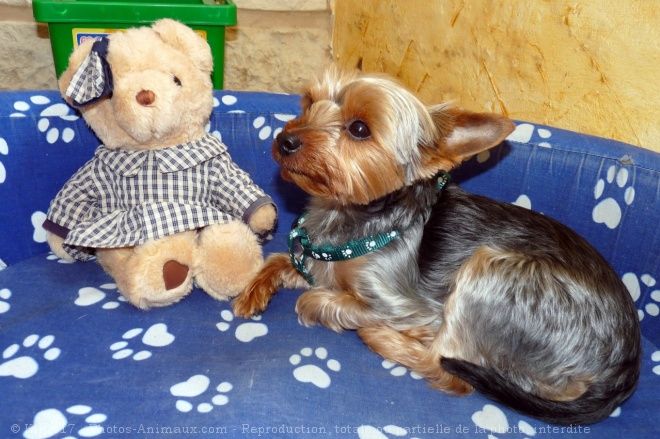 Photo de Yorkshire terrier