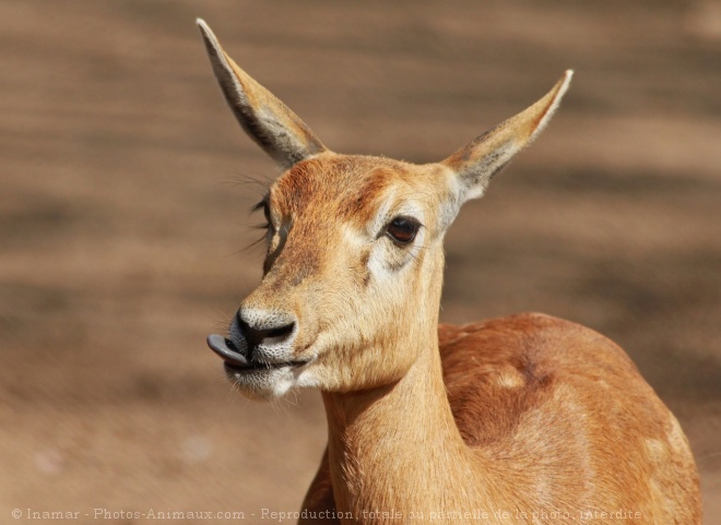 Photo de Gazelle