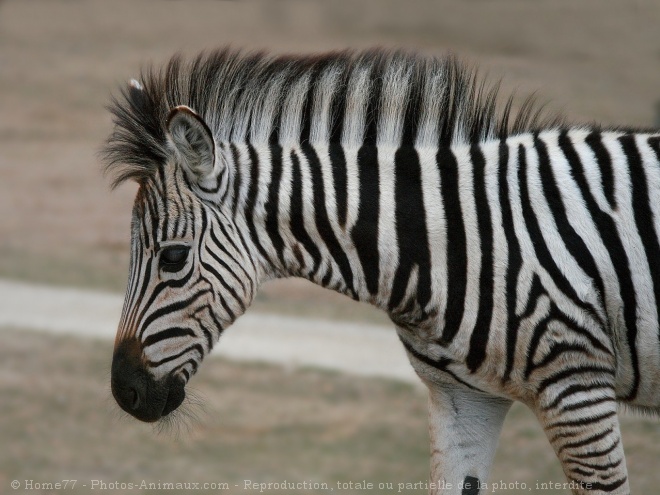 Photo de Zebre