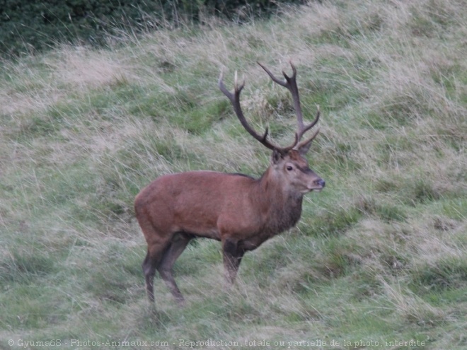 Photo de Cerf