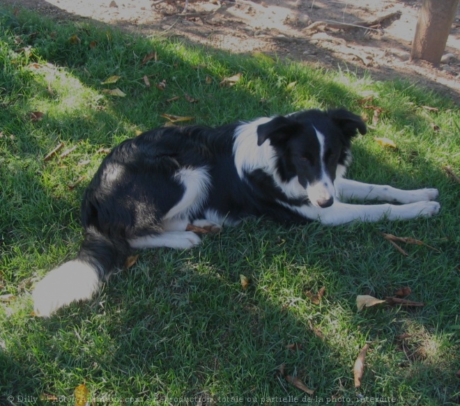 Photo de Border collie