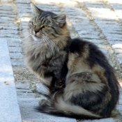 Photo de Chat domestique