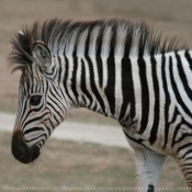 Photo de Zebre