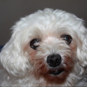 Photo de Bichon maltais