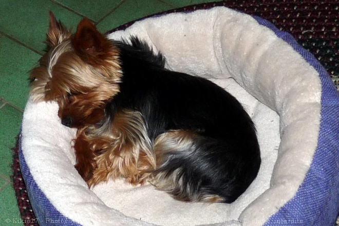 Photo de Yorkshire terrier