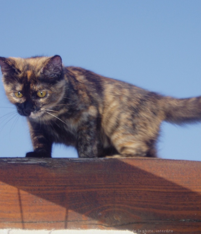 Photo de Chat domestique