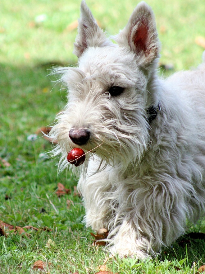 Photo de Scottish terrier