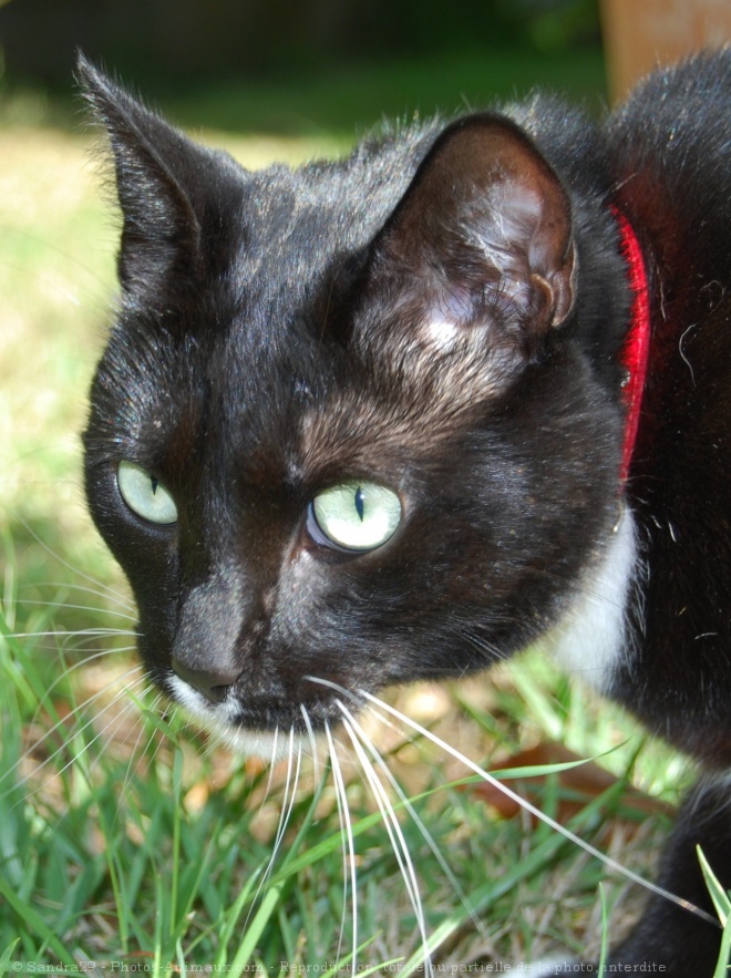 Photo de Chat domestique