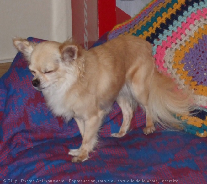 Photo de Chihuahua  poil long