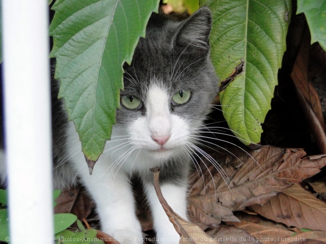 Photo de Chat domestique