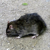 Photo de Rat