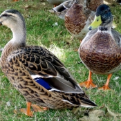 Photo de Canard colvert