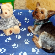 Photo de Yorkshire terrier