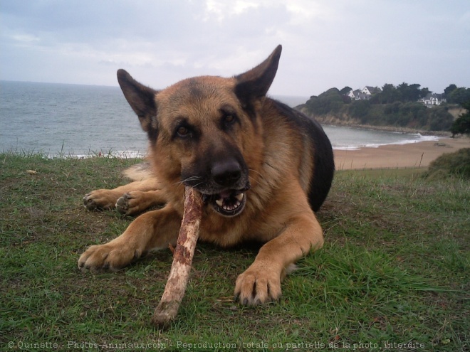 Photo de Berger allemand  poil court