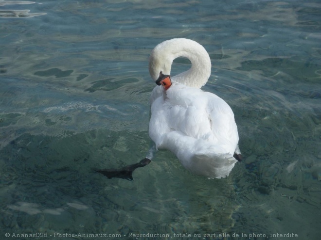 Photo de Cygne