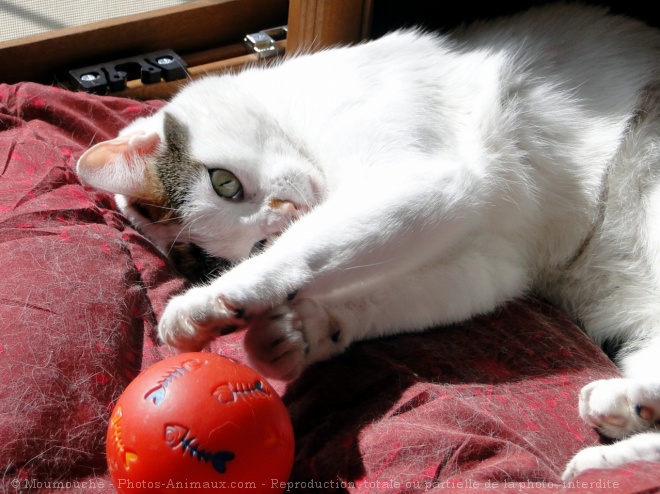 Photo de Chat domestique