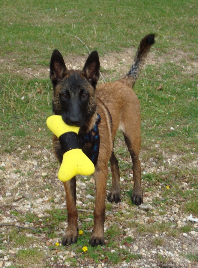 Photo de Berger belge malinois